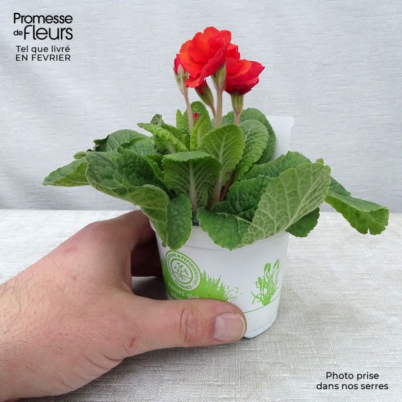 Spécimen de Primevère - Primula elatior Cottage Shades Godet de 8/9 cm tel que livré en hiver