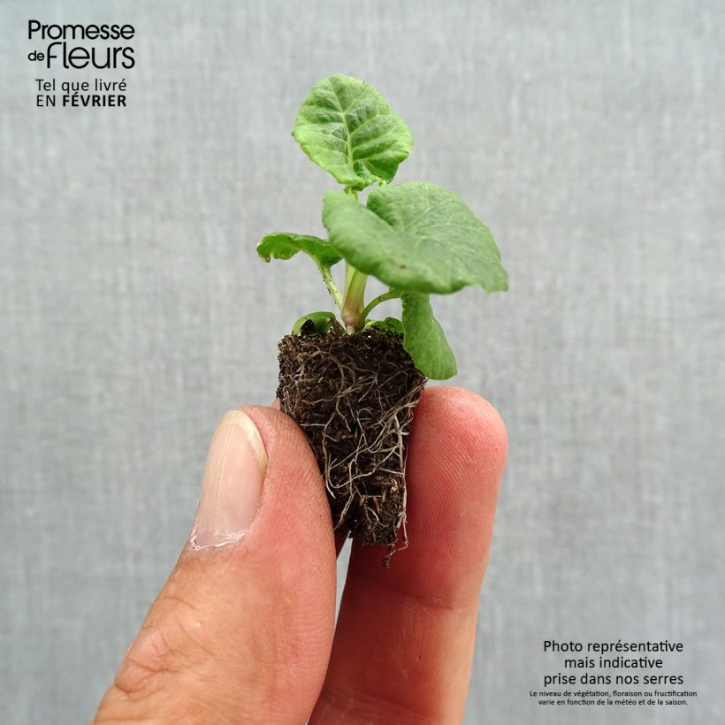 Spécimen de Primevère - Primula elatior Mister Gold Laced Mini-motte Ø 1,5/2,5 cm tel que livré en automne