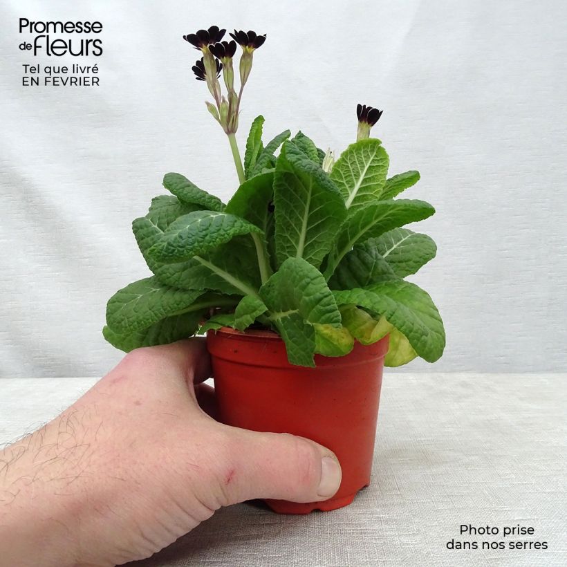 Spécimen de Primevère - Primula elatior Mister Silver Laced Godet de 8/9 cm tel que livré en hiver