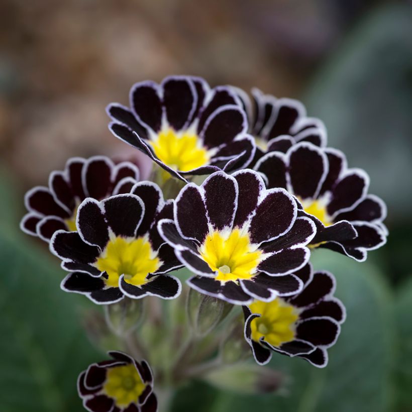 Primevère - Primula elatior Mister Silver Laced (Floraison)