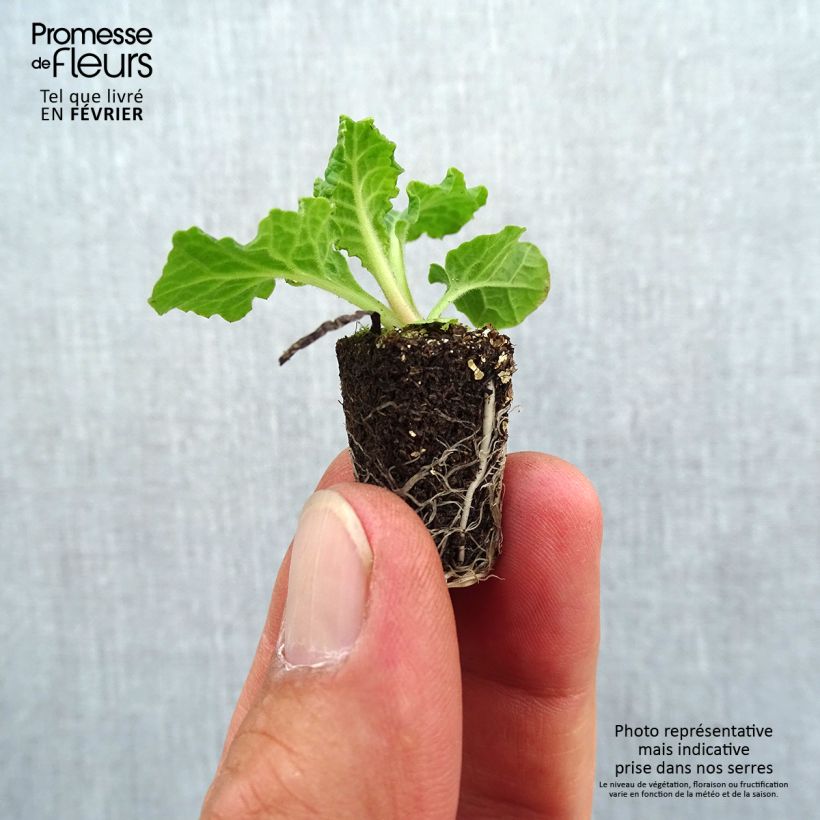 Example of Primevère - Primula elatior Veristar Late Blue Mini-motte Ø 1,5/2,5 cm as you get in automne