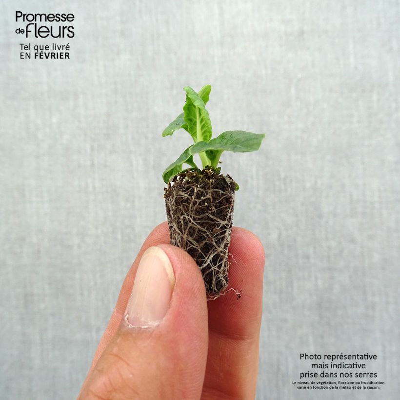 Example of Primevère - Primula elatior Veristar Late Marmelade Mini-motte Ø 1,5/2,5 cm as you get in automne