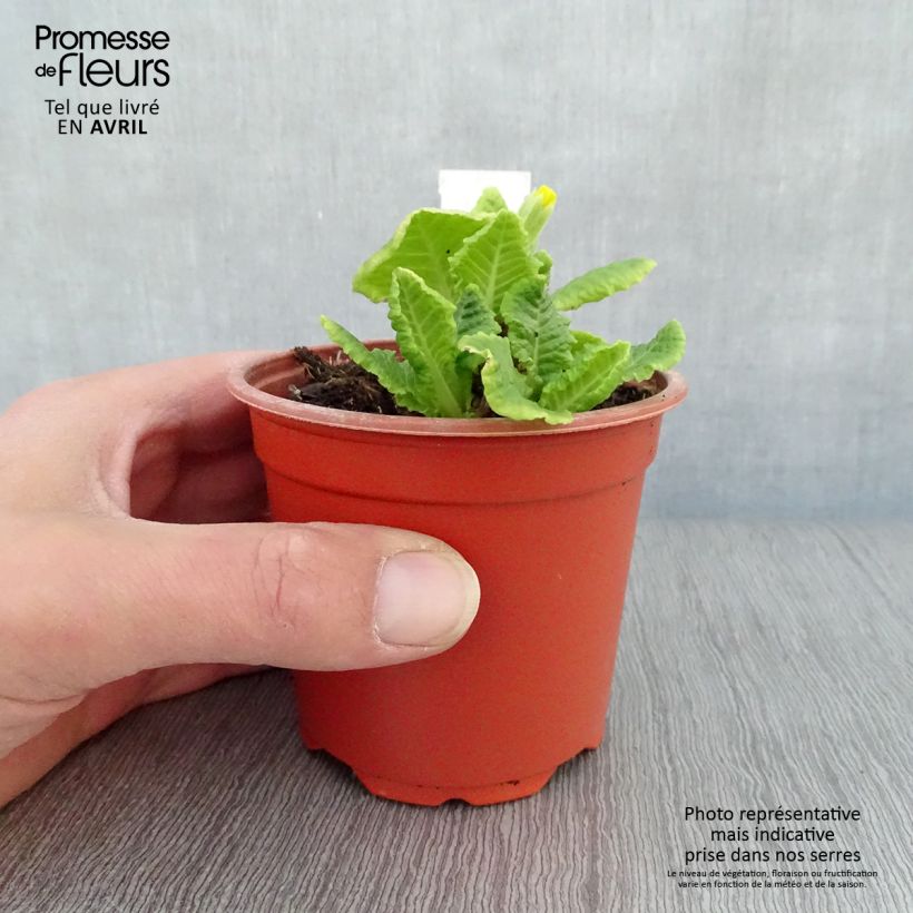 Spécimen de Primevère - Primula elatior Veristar Yellow Godet de 8/9 cm tel que livré au printemps