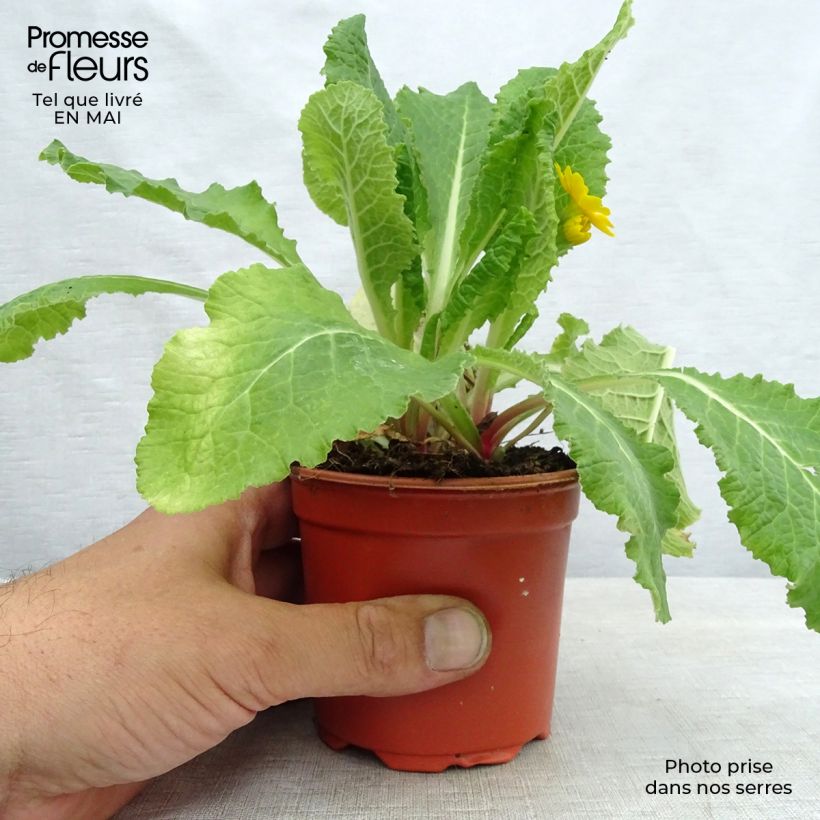 Spécimen de Primevère - Primula elatior Veristar Yellow Gold Godet de 8/9 cm tel que livré au printemps