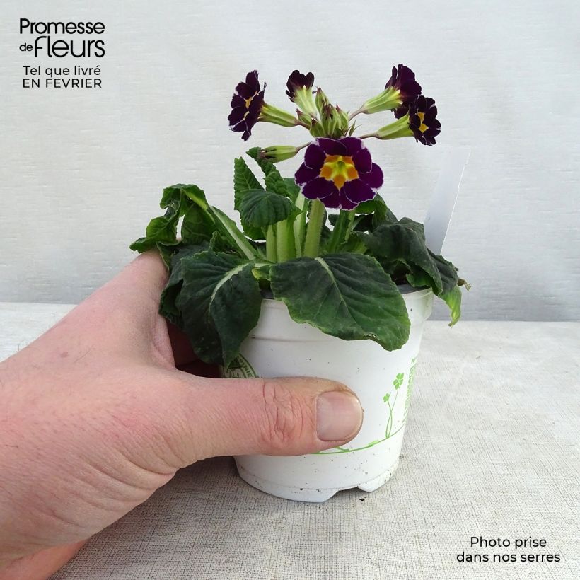 Spécimen de Primevère - Primula elatior Violet Laced  Godet de 8/9 cm tel que livré en hiver