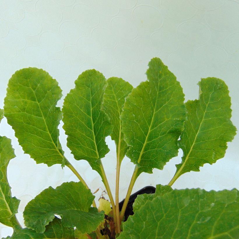 Primevère - Primula juliae Ideaal (Foliage)