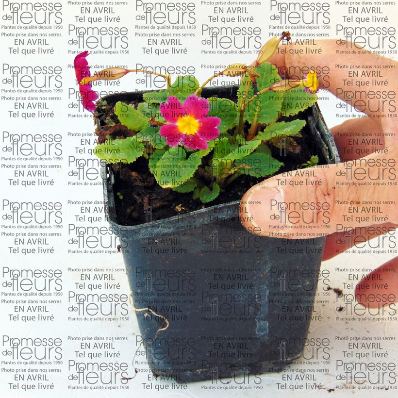 Example of Primevère - Primula juliae Ideaal Godet de 8/9 cm as you get