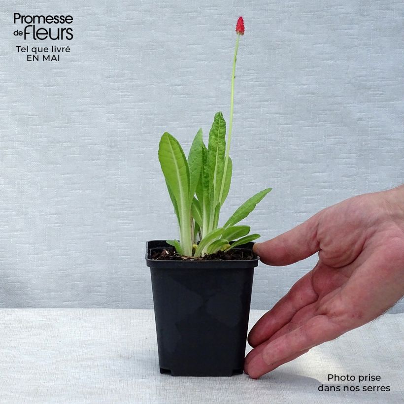 Example of Primevère - Primula vialii Godet de 7/8 cm as you get in printemps