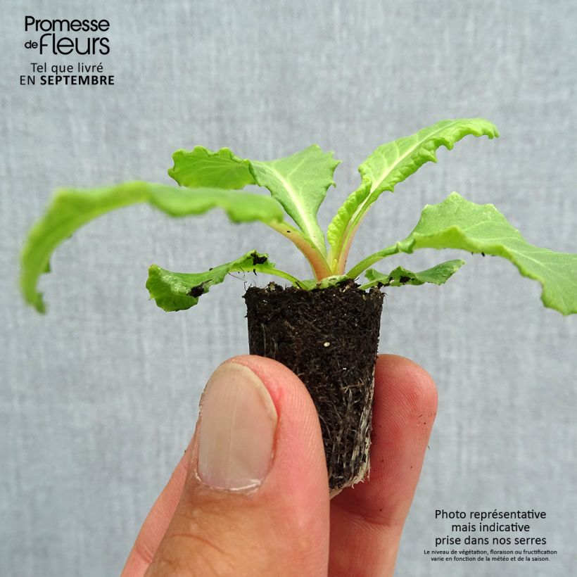 Example of Primevère Rosanna en mélange  Mini-motte Ø 1,5/2,5 cm, Plant vert de 3 à 5 cm de haut environ as you get in automne