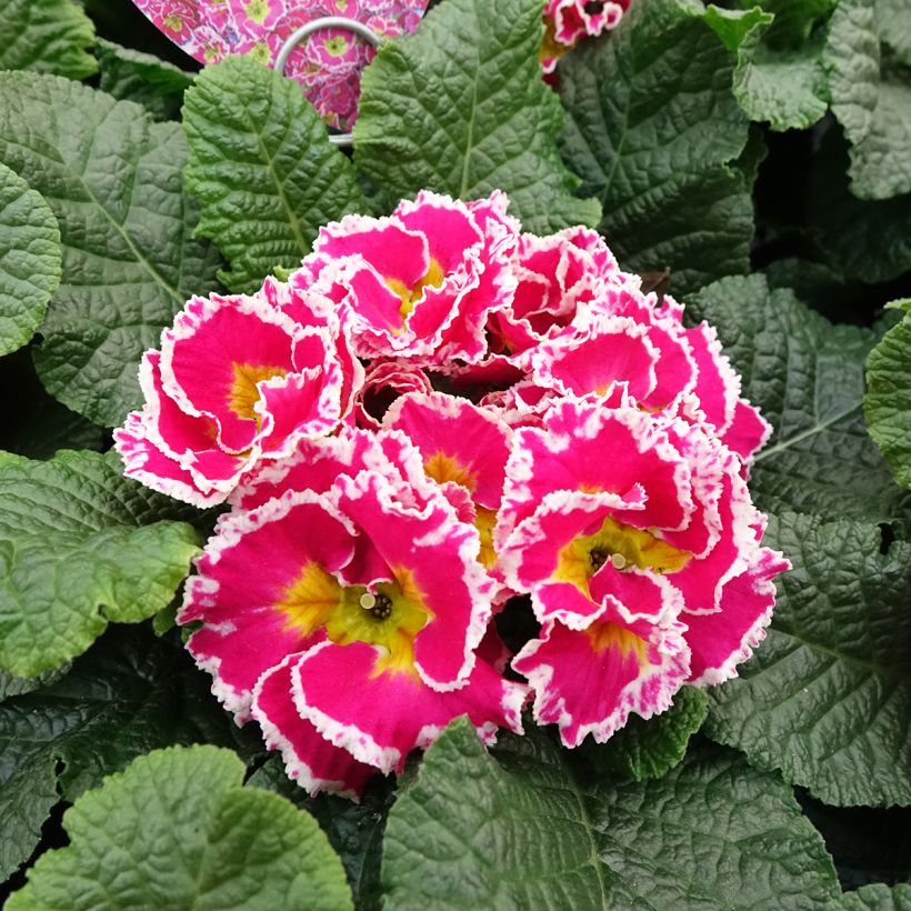 Primevère Sweetie - Primula acaulis (Floraison)