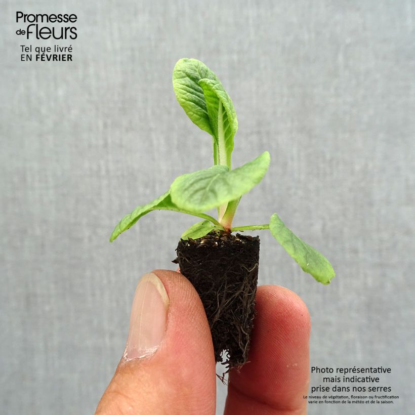 Example of Primevère Zebra Blue miini-motte - Mini-Mottes Mini-motte Ø 1,5/2,5 cm, Plant vert de 5 cm de haut environ as you get in automne