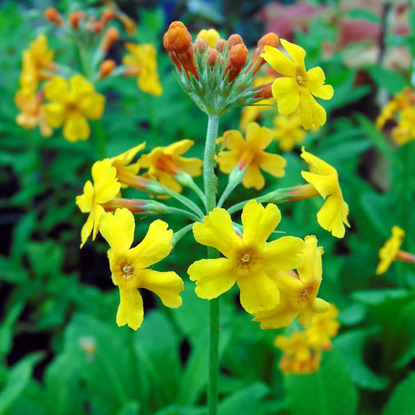 Primevère candélabre - Primula bulleyana (Flowering)