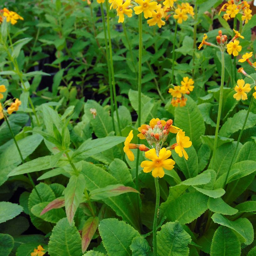 Primevère candélabre - Primula bulleyana (Plant habit)