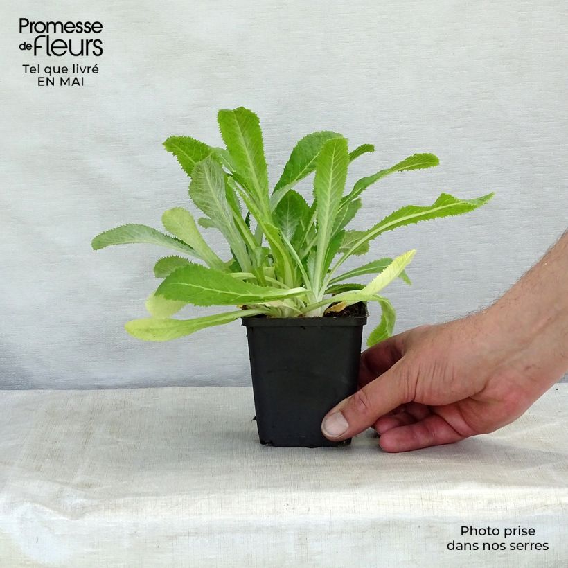 Example of Primevère de l'Himalaya - Primula capitata mooreana Godet de 8/9 cm as you get in printemps