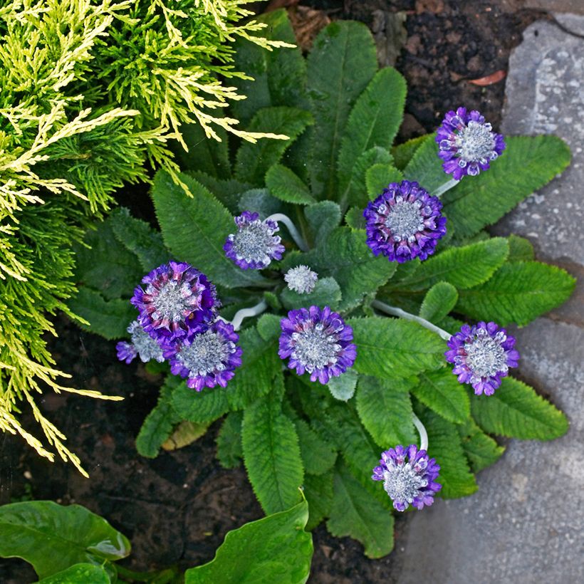 Primevère de l'Himalaya - Primula capitata mooreana (Plant habit)