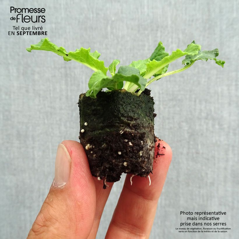 Spécimen de Primevère double Belarina Amethyst Ice - Primula vulgaris  Mini-motte Ø 3/4 cm, Plant vert de 3 à 5 cm de haut environ tel que livré en automne