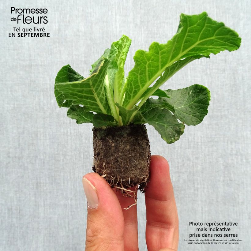 Spécimen de Primevère double Belarina Beaujolais - Primula vulgaris Mini-motte Ø 3/4 cm tel que livré en automne