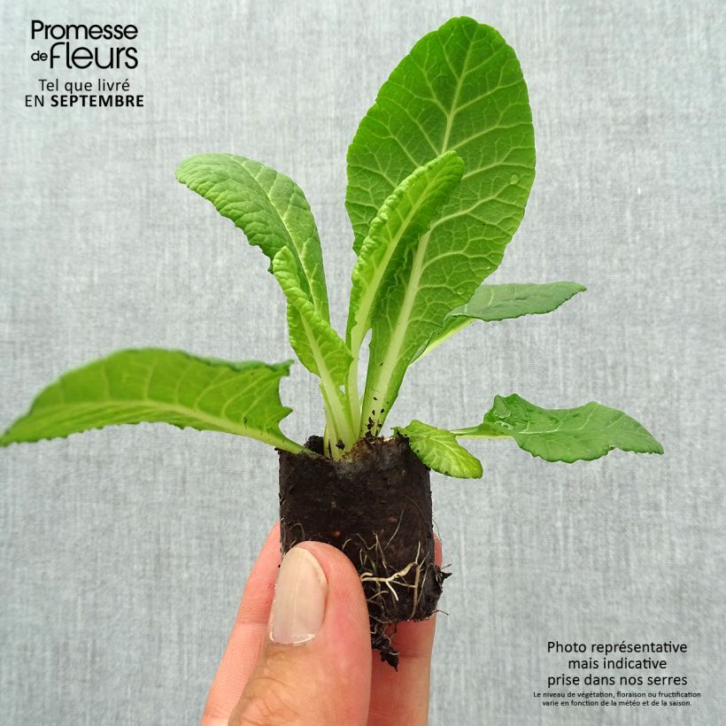 Example of Primevere double Belarina Blue Ripples - Primula vulgaris Mini-motte Ø 3/4 cm as you get in automne