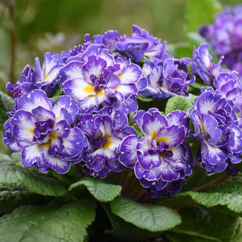 Primevere double Belarina Blue Ripples - Primula vulgaris (Flowering)