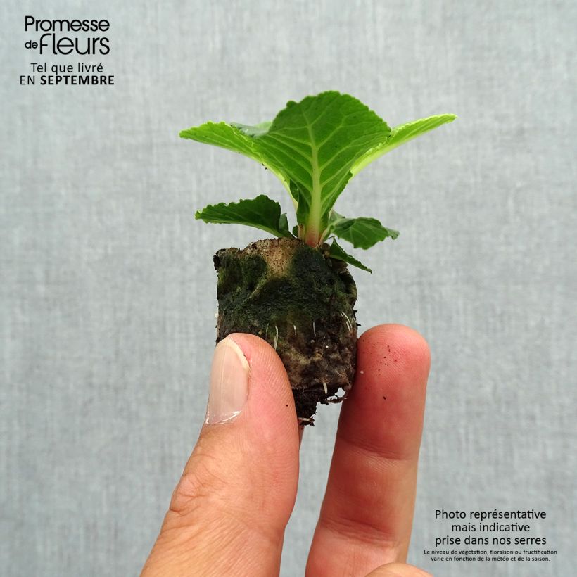 Example of Primevère double Belarina Buttercup Yellow - Primula vulgaris Mini-motte Ø 3/4 cm, Plant vert de 3 à 5 cm de haut environ as you get in automne