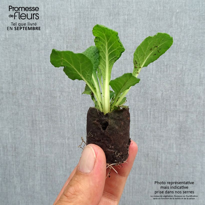 Example of Primevère double Belarina Carmen - Primula vulgaris  Mini-motte Ø 3/4 cm, Plant vert de 3 à 5 cm de haut environ as you get in automne