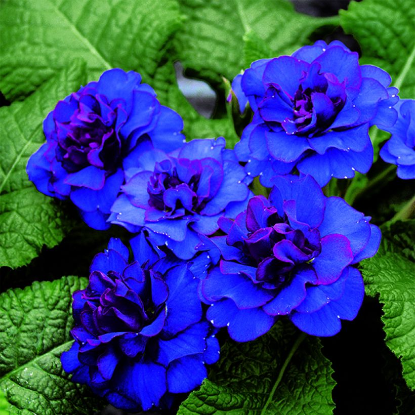 Primevère double Belarina Cobalt Blue - Primula vulgaris (Flowering)