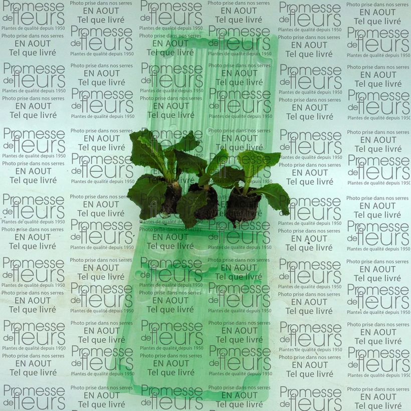 Example of Primevère double Belarina Cobalt Blue - Primula vulgaris Mini-motte Ø 3/4 cm, Plant vert de 3 à 5 cm de haut environ as you get