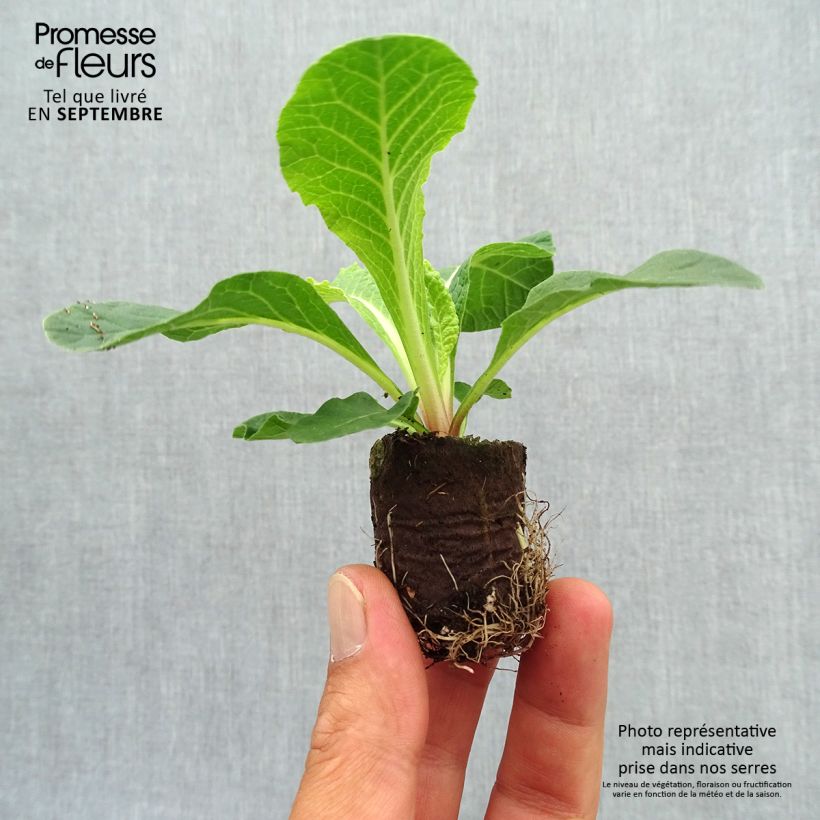 Example of Primevère double Belarina Cream - Primula vulgaris  Mini-motte Ø 3/4 cm, Plant vert de 3 à 5 cm de haut environ as you get in automne