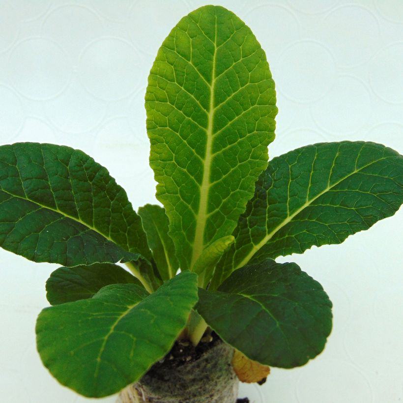 Primevère double Belarina Nectarine Mini-motte - Primula vulgaris  (Foliage)