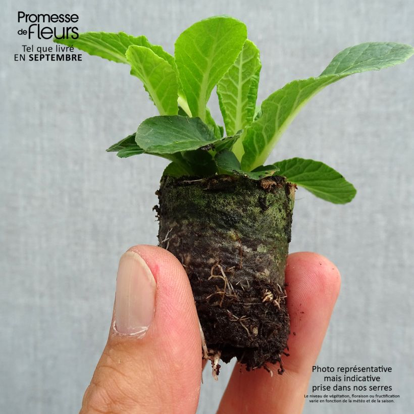 Example of Primevère double Belarina Nectarine Mini-motte - Primula vulgaris  Mini-motte Ø 3/4 cm, Plant vert de 3 à 5 cm de haut environ as you get in automne