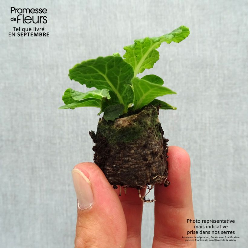 Example of Primevère double Belarina Pink Champagne - Primula vulgaris Mini-motte Ø 3/4 cm, Plant vert de 3 à 5 cm de haut environ as you get in automne