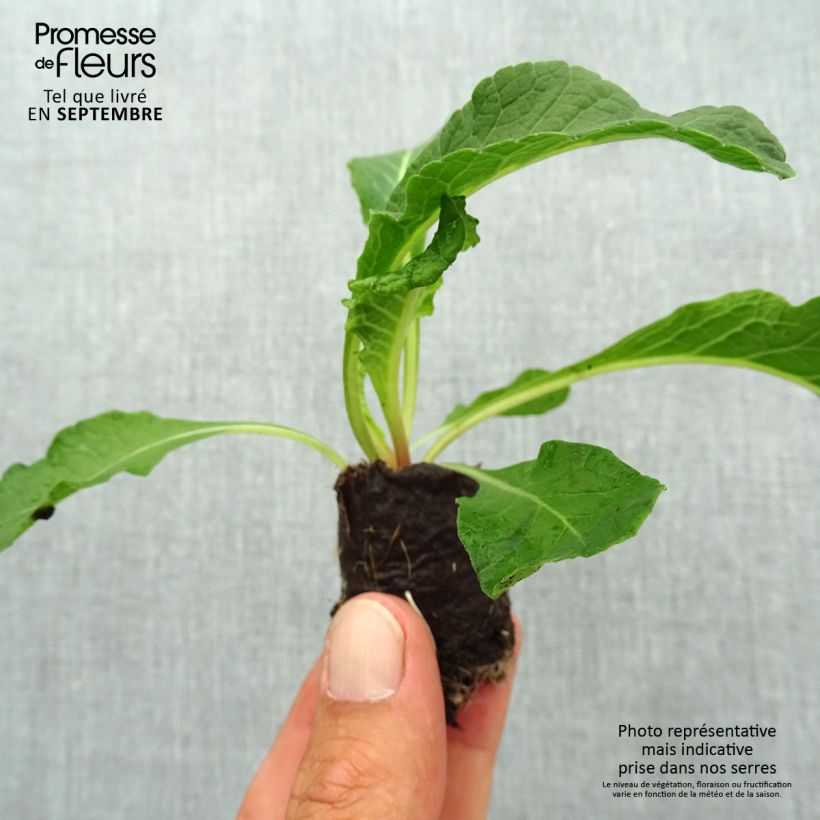 Example of Primevère double Belarina Pink Ice - Primula vulgaris Mini-motte Ø 3/4 cm as you get in automne