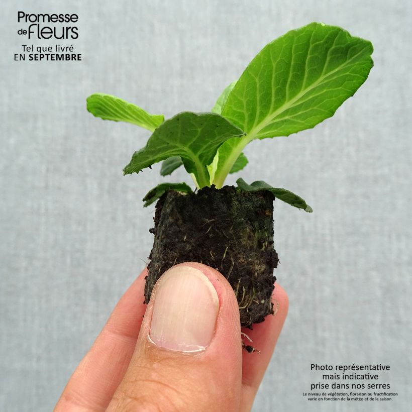 Example of Primevère double Belarina Purple Dawn - Primula vulgaris Mini-motte Ø 3/4 cm as you get in automne