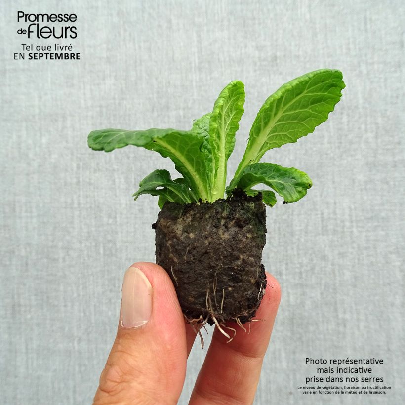 Example of Primevere double Belarina Snow - Primula vulgaris Mini-motte Ø 3/4 cm as you get in automne