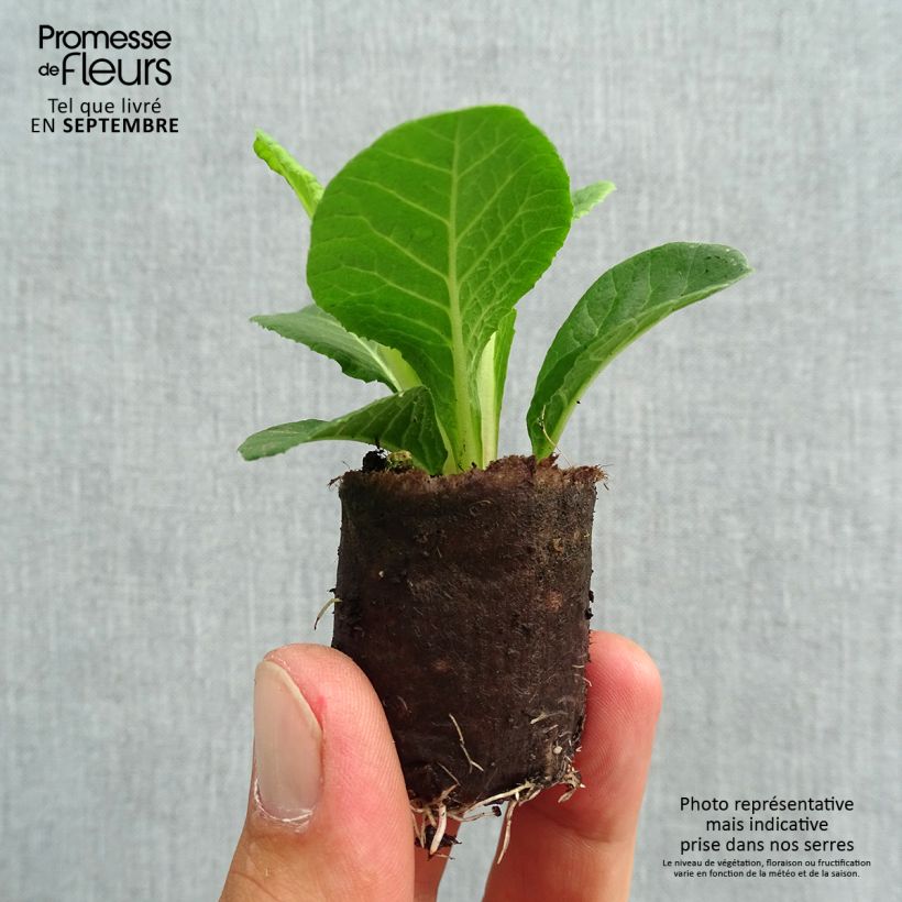 Example of Primevère double Belarina Valentine Mini-motte - Primula vulgaris Mini-motte Ø 3/4 cm, Plant vert de 3 à 5 cm de haut environ as you get in automne