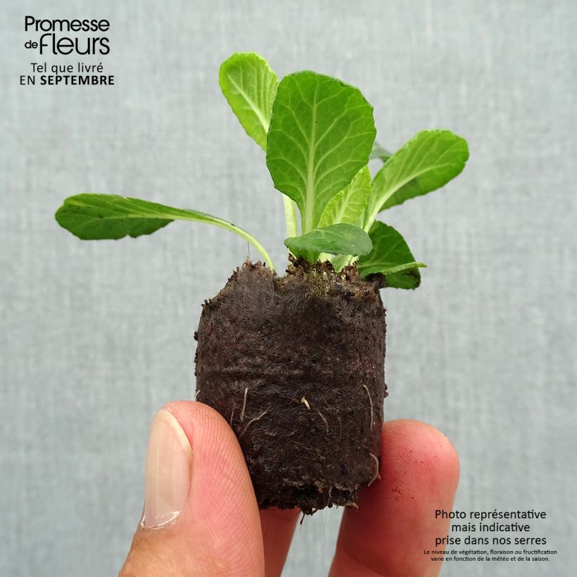 Example of Primevère double Candy Frost - Primula vulgaris Mini-motte Ø 3/4 cm as you get in automne