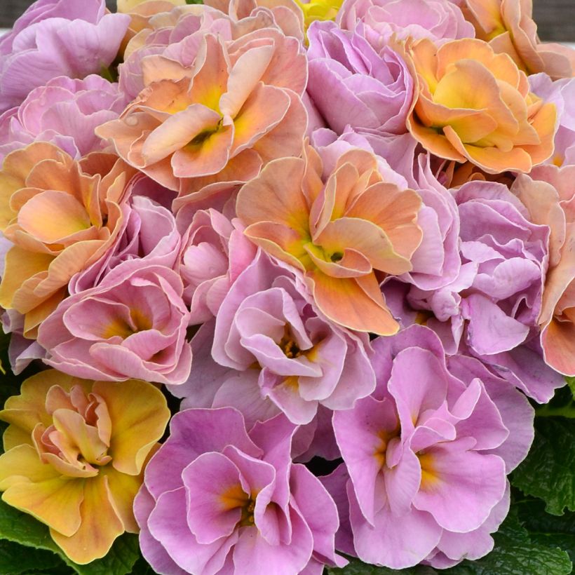 Primevère double Rubens Antique Rose F1 - Primula hybrida (Flowering)