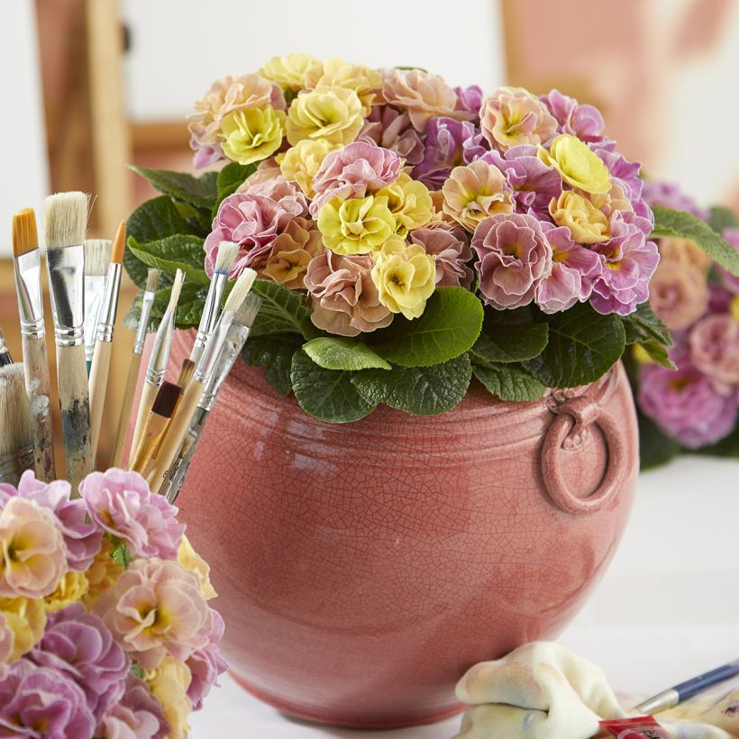 Primevère double Rubens Antique Rose F1 - Primula hybrida (Plant habit)