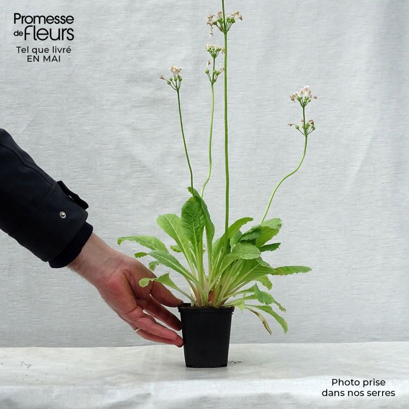 Example of Primevère du Japon Apple Blossom - Primula japonica  Godet de 8/9 cm as you get in printemps