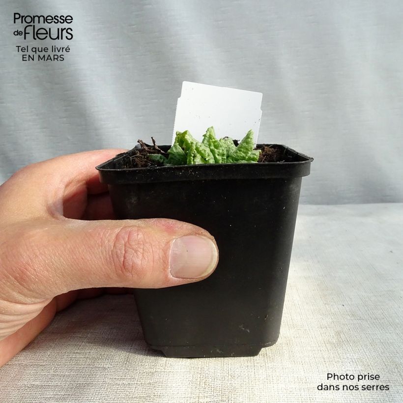 Example of Primevère du Japon Millers Crimson - Primula japonica Godet de 8/9 cm as you get in printemps