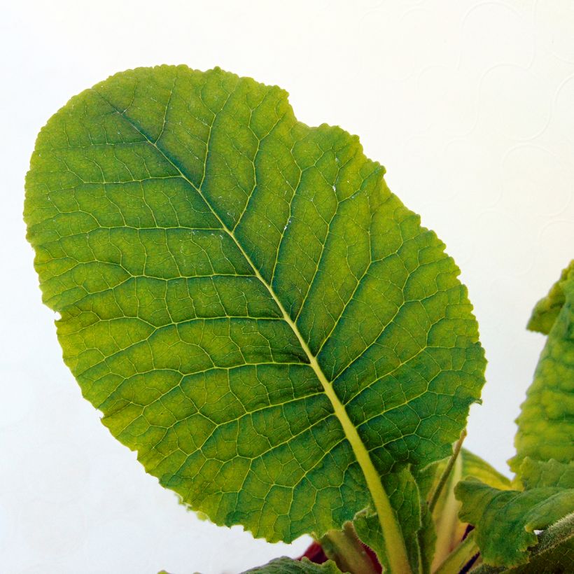 Primevère élevée - Primula elatior (Foliage)