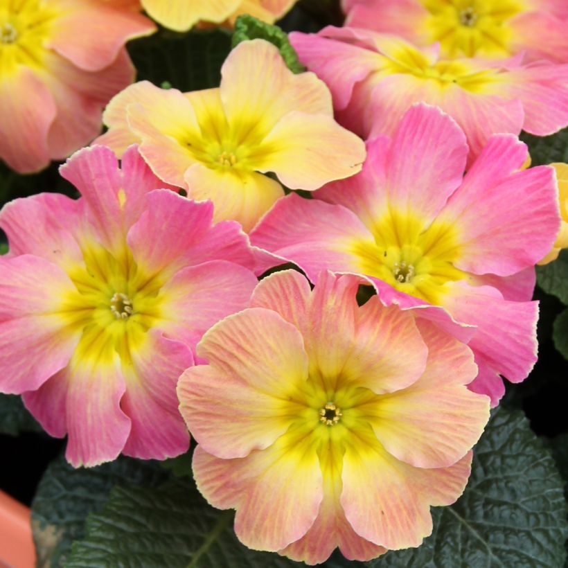 Primevère hybride Chameleon F1 - Primula hybrida (Flowering)