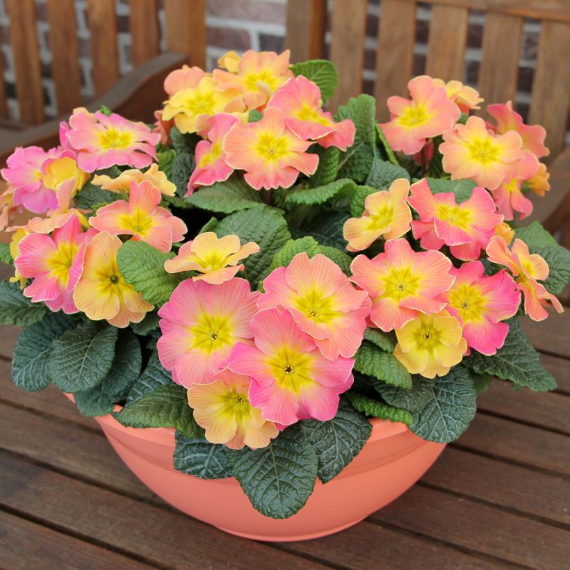 Primevère hybride Chameleon F1 - Primula hybrida (Plant habit)