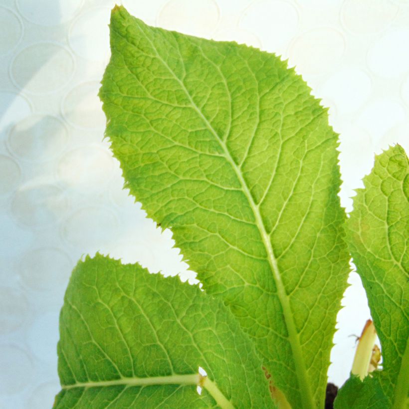 Primevère du Japon Apple Blossom - Primula japonica  (Foliage)