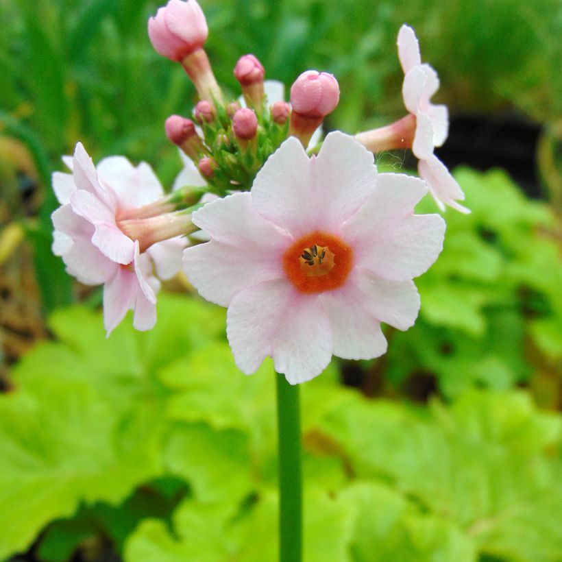 Primevère du Japon Apple Blossom - Primula japonica  (Flowering)