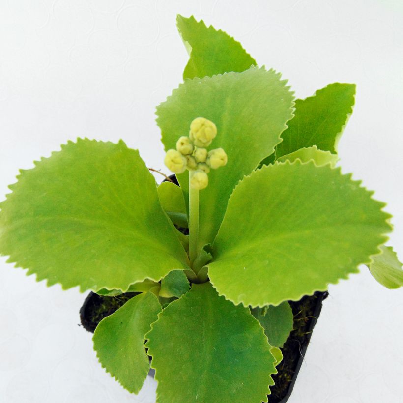 Primevère oreille d'ours - Primula auricula en mélange (Foliage)