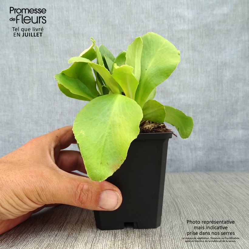 Spécimen de Primevère oreille d'ours - Primula auricula en mélange Godet de 8/9 cm tel que livré en été