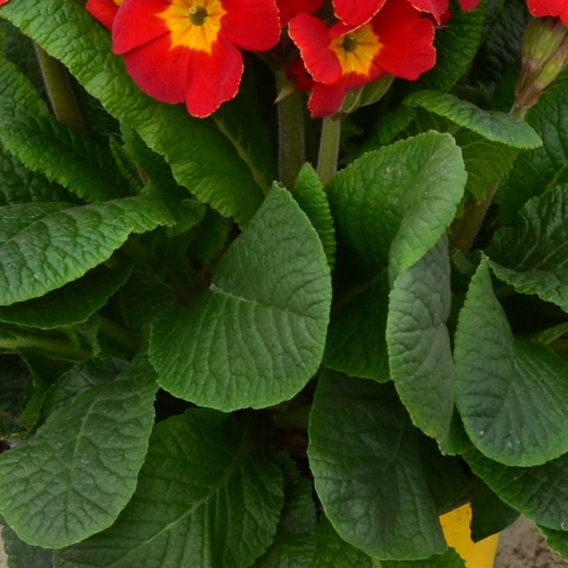 Primevère - Primula elatior Colibri Red Shades (Foliage)