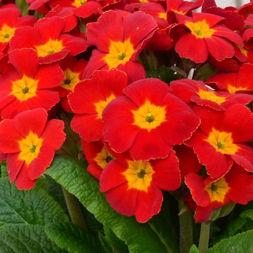 Primevère - Primula elatior Colibri Red Shades (Flowering)