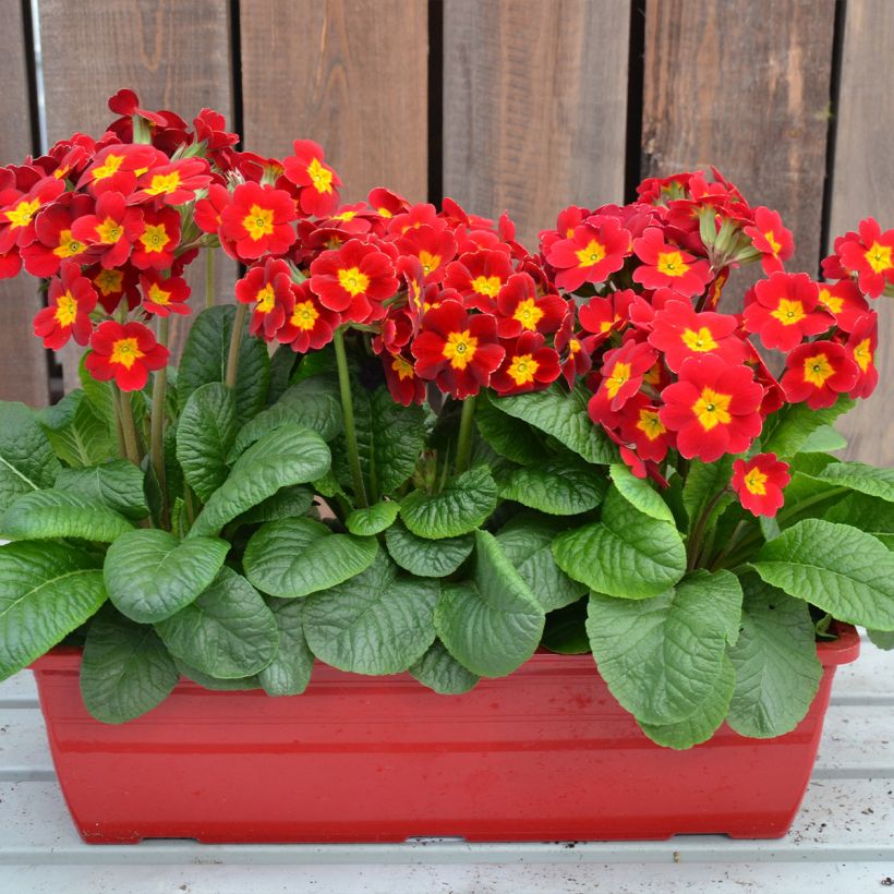 Primevère - Primula elatior Colibri Red Shades (Plant habit)